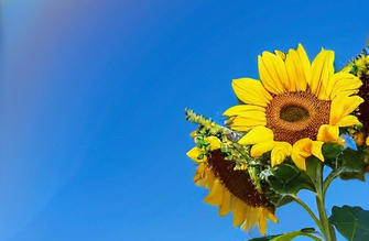 重庆证券从业资格证难不难考具体怎么考证-重庆证券从业证难考